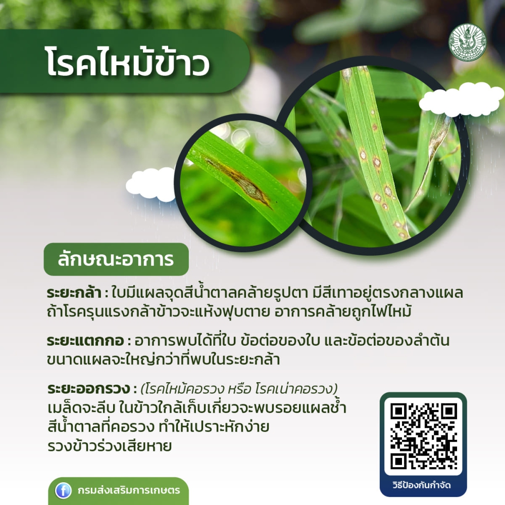 โรคไหม้ข้าว