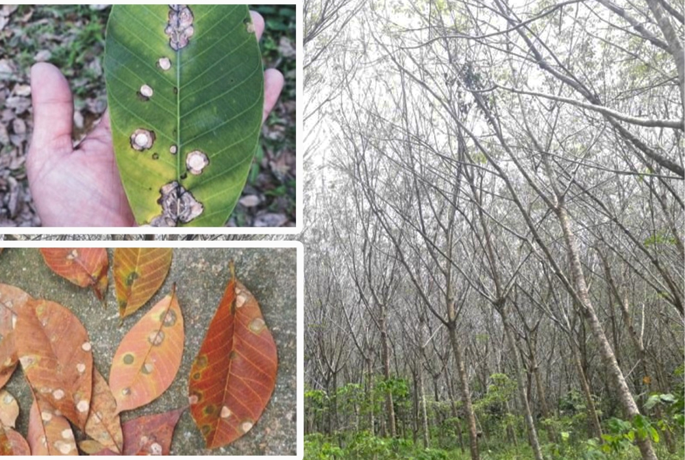 เตือนการเฝ้าระวัง