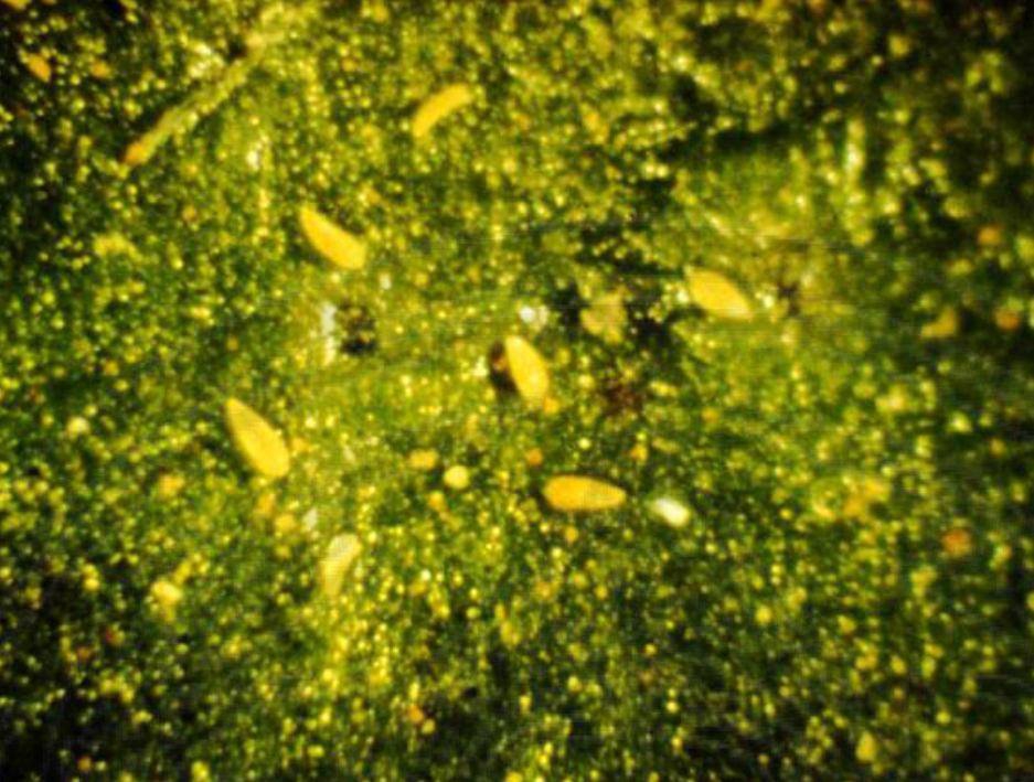 ระวังไรสนิมส้มในพืชตระกูลส้ม(เช่นมะนาว