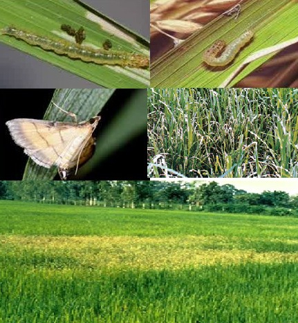 ระวัง!! หนอนห่อใบข้าวในนาข้าว