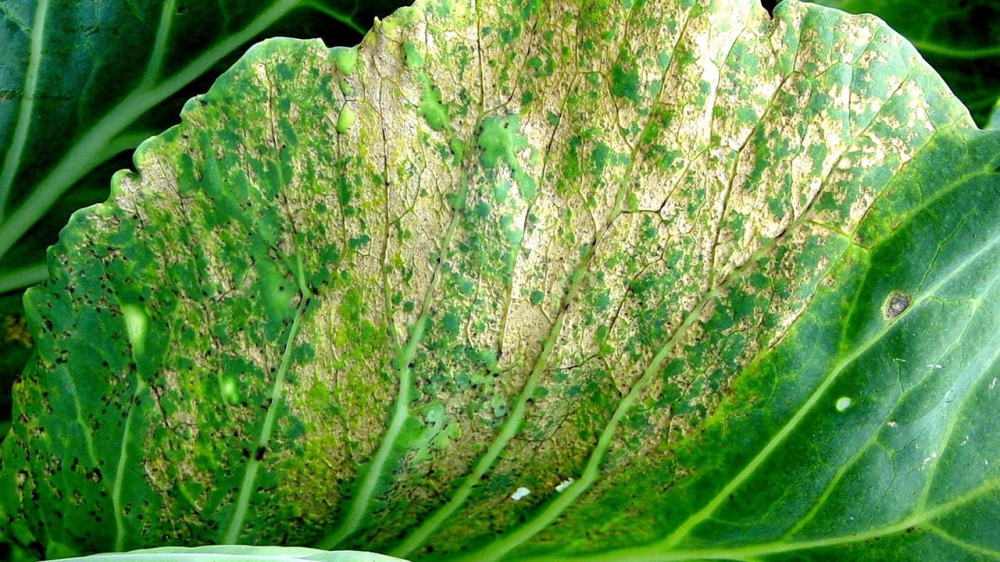 “โรคราน้ำค้างตระกูลกะหล่ำ” (Downy mildew)