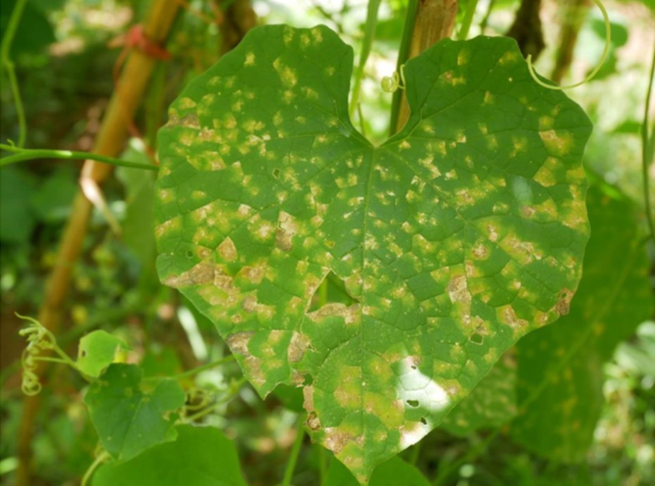 “โรคราน้ำค้างพืชตระกูลแตง” (Downy mildew on melon plants)