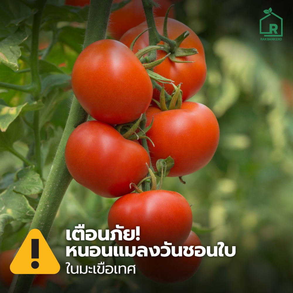 เตือนภัย! หนอนแมลงวันชอนใบในมะเขือเทศ
