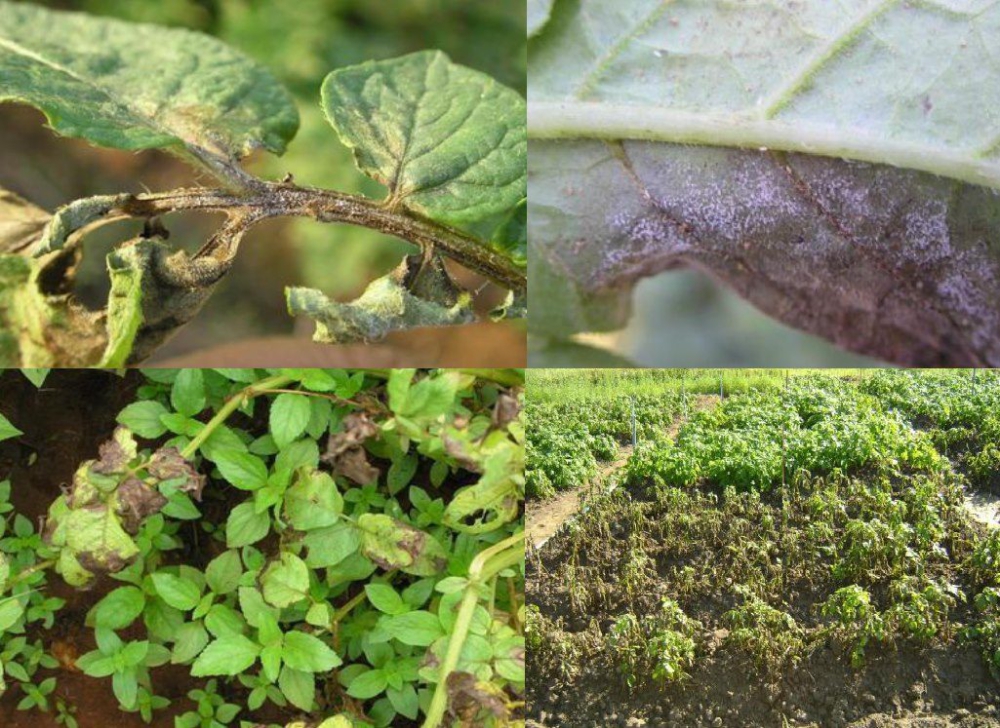ระวัง โรคใบไหม้ (เชื้อรา Phytophthora infestans) ในมันฝรั่ง