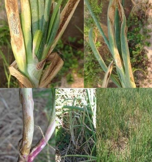 ระวัง!!!โรคหอมเลื้อยในหอมแดงและหอมหัวใหญ่