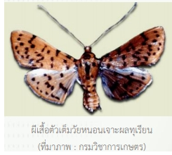 แจ้งเตือนศัตรูพืชระบาด หนอนเจาะผลทุเรียน