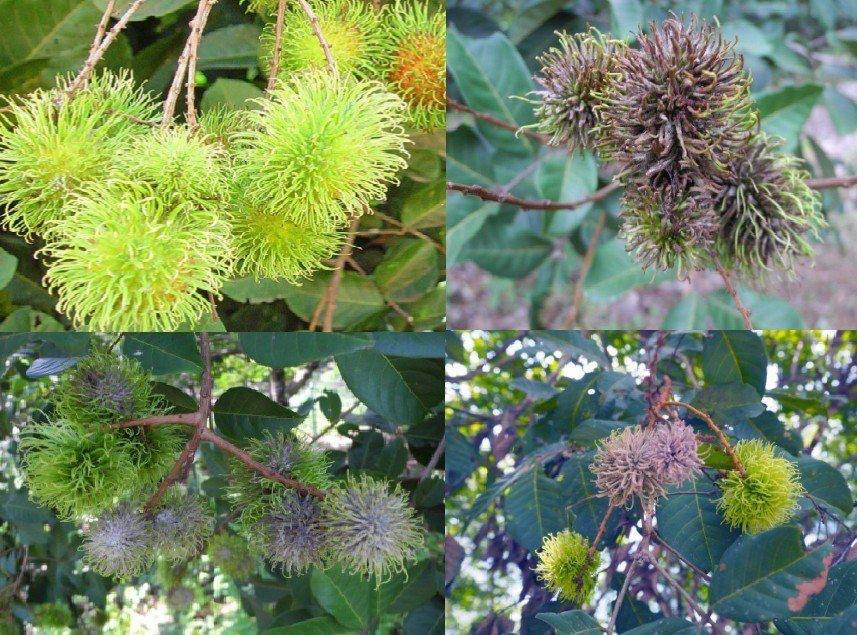 ระวัง โรคราแป้ง (เชื้อรา Oidium nephelii) Oidium nephelii ในเงาะ