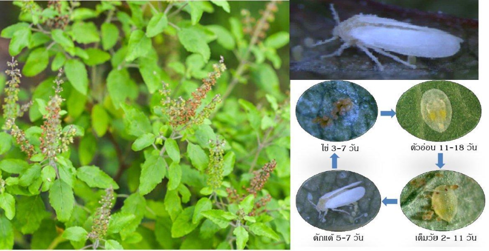 ระวัง แมลงหวี่ขาวยาสูบ ในกะเพรา โหระพา แมงลัก