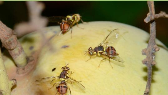 เตือนการเฝ้าระวัง