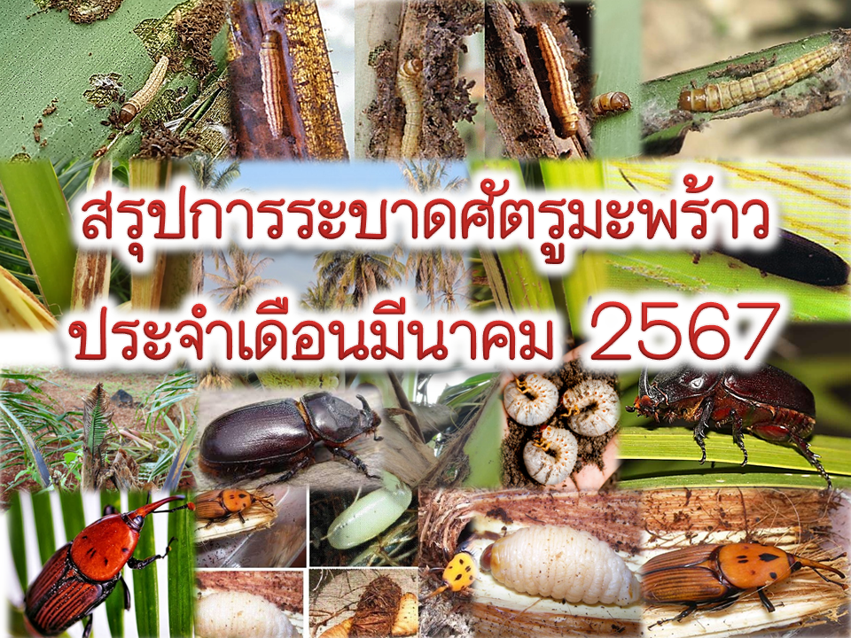 ข้อมูลการระบาดแมลงศัตรูมะพร้าว