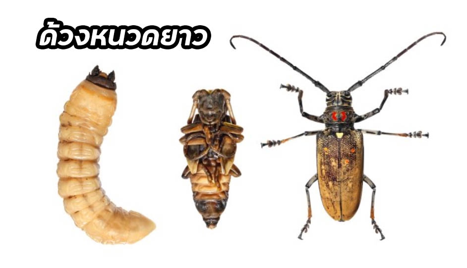 เตือนการเฝ้าระวัง