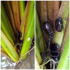 แมลงหล่า” (rice black bug หรือ Malayan black bug)