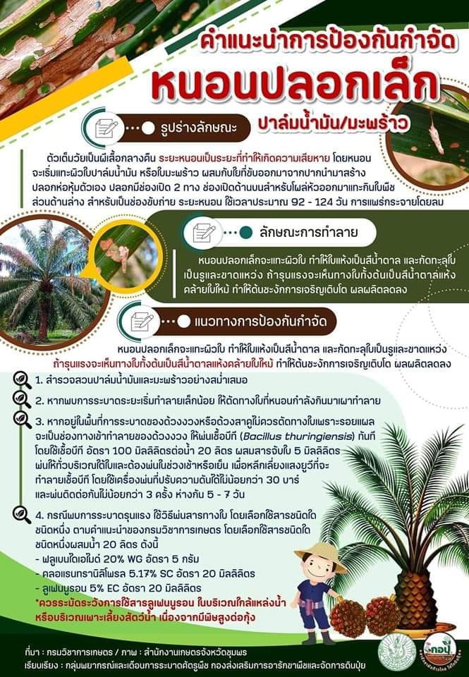 เกษตรกรผู้ปลูกปาล์มน้ำมัน/มะพร้าว