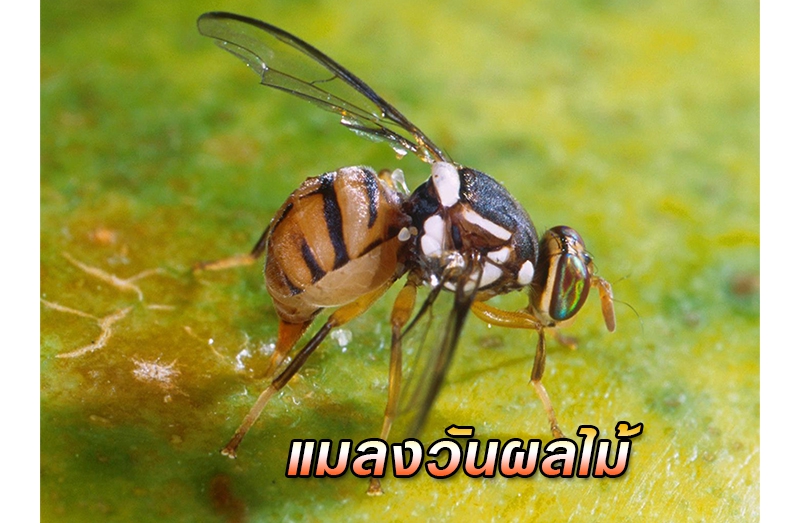 เตือนการเฝ้าระวัง
