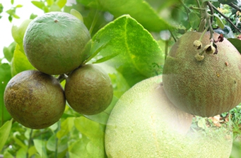 เตือนการเฝ้าระวัง