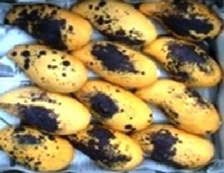 โรคจุดดำหรือโรคแอนแทรคโนส