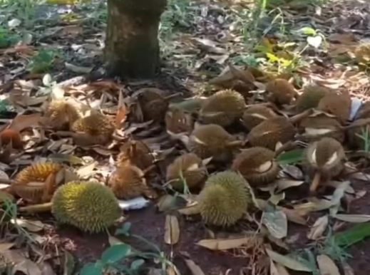 ระวัง ทุเรียนขาดน้ำ