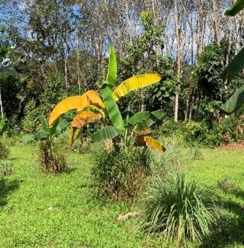 ระวังโรคเหี่ยวเขียวหรือเหง้าเน่า(เชื้อแบคทีเรีย