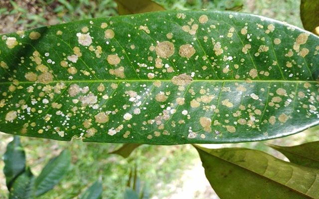 เตือนการเฝ้าระวัง