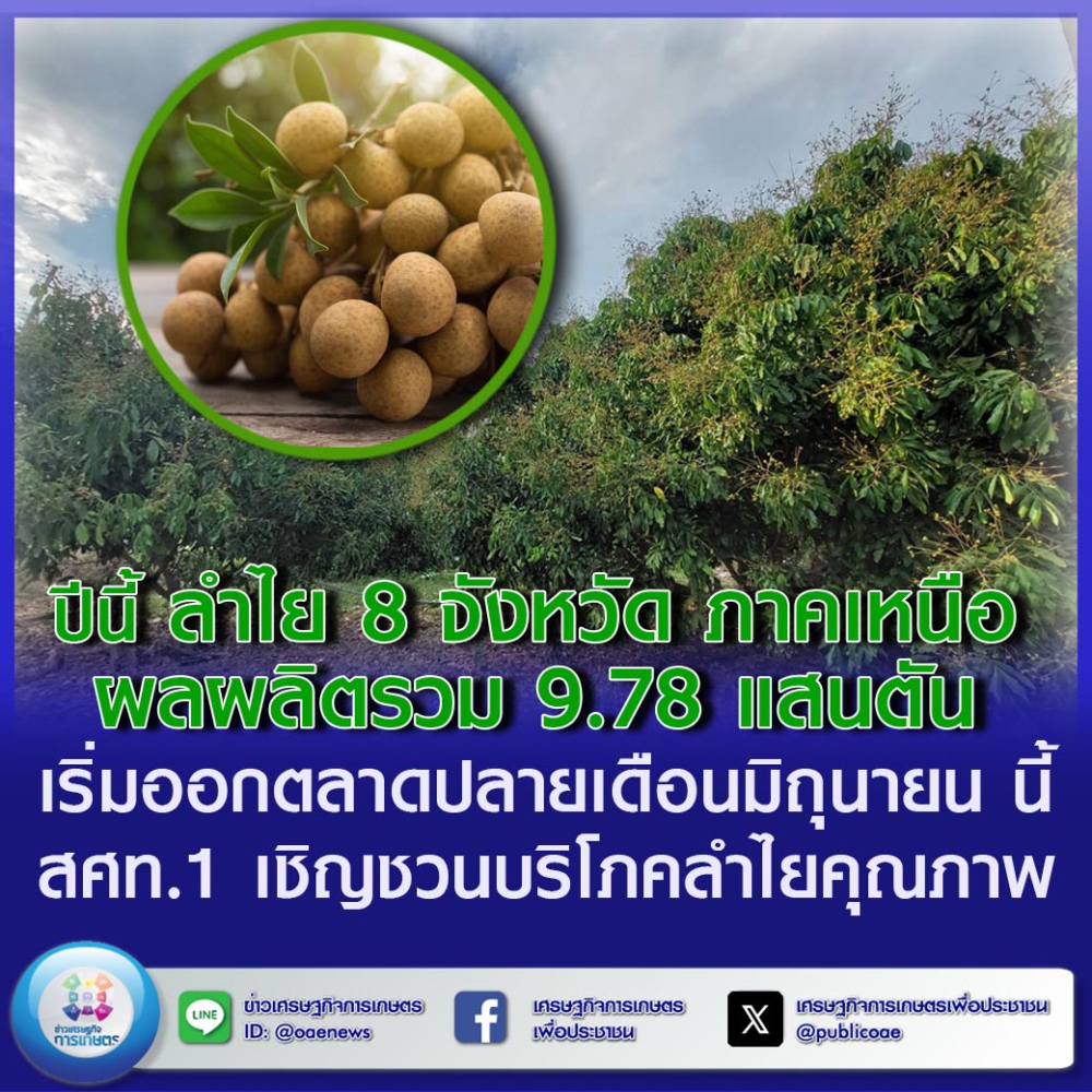 ปีนี้ลำไย8จังหวัดภาคเหนือผลผลิตในฤดู