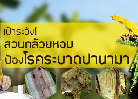 ระวังโรคตายพรายหรือโรคปานามาที่เกิดจากเชื้อรา