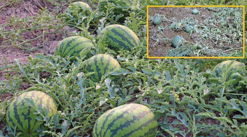 ระวัง!!!โรคเถาเหี่ยว (เกิดจากเชื้อรา) ในแตงโม