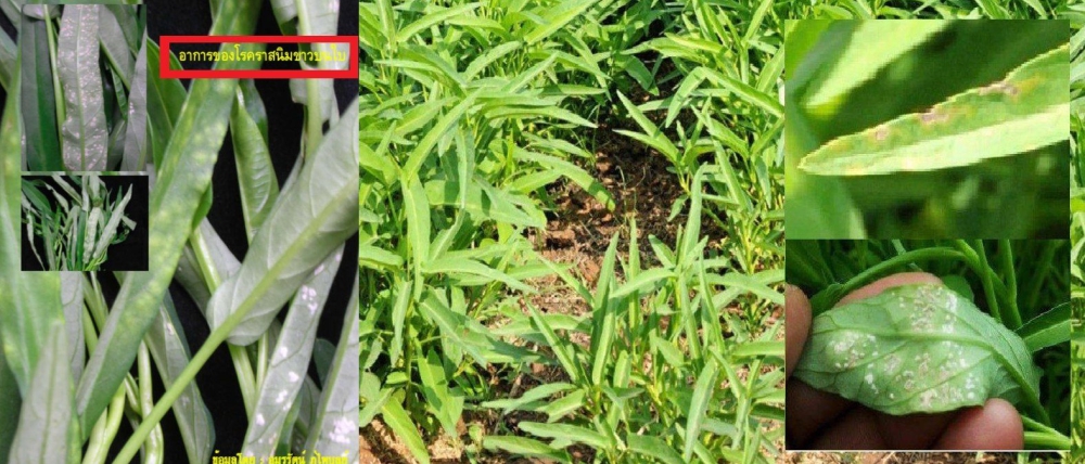 ระวัง!!!โรคราสนิมขาว