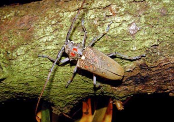 ระวังด้วยหนวดยาวทุเรียน