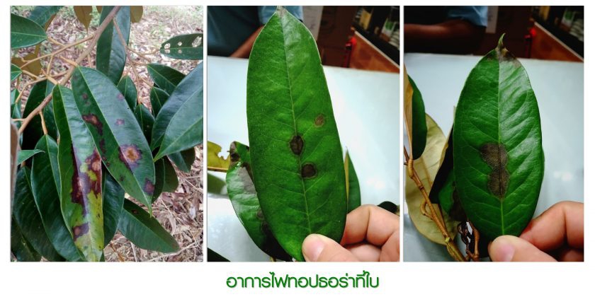 เตือนการเฝ้าระวัง