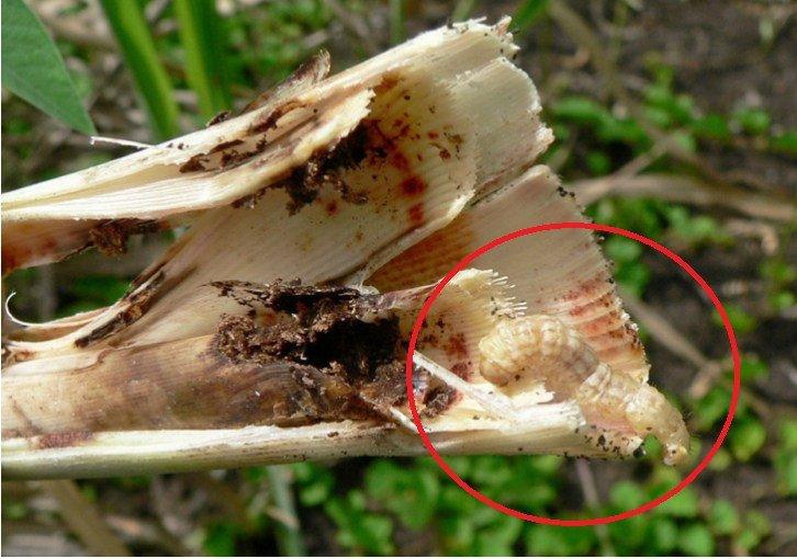 ระวัง หนอนกอลายจุดใหญ่ ในอ้อย