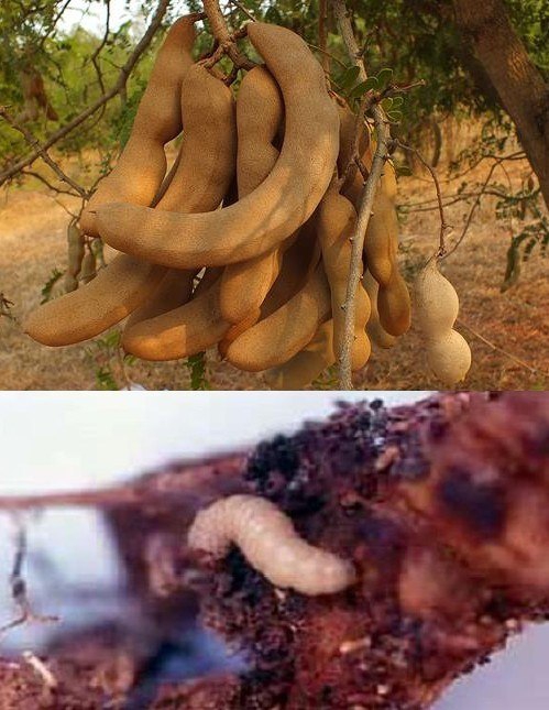 ระวัง หนอนเจาะฝักมะขาม ในมะขาม
