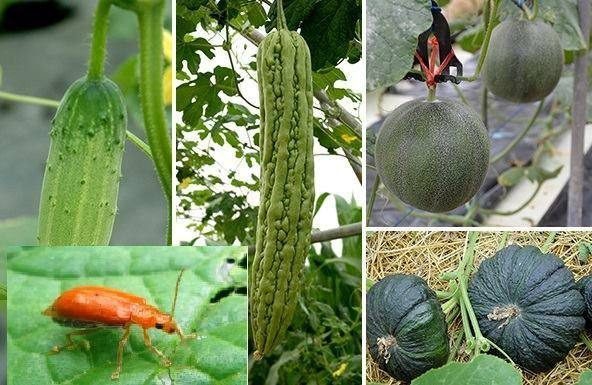 ระวัง!!!ด้วงเต่าแตงแดง