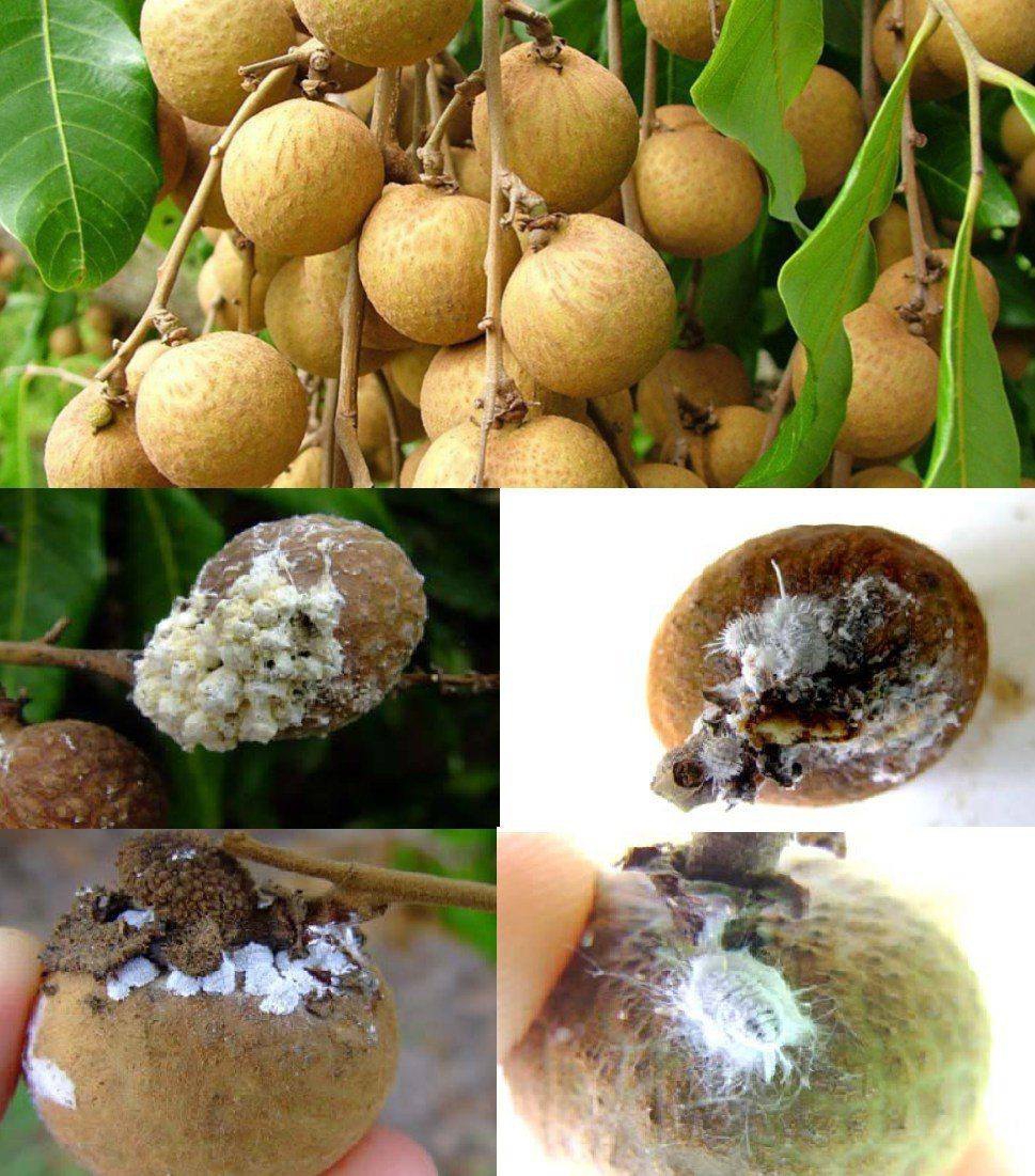 แนะชาวสวนลำไย แก้ปัญหาเพลี้ยแป้งติดไปจีน