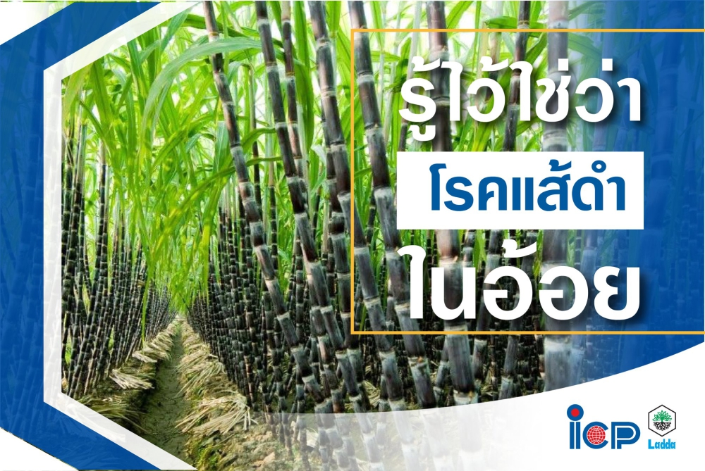 เตือนการเฝ้าระวัง