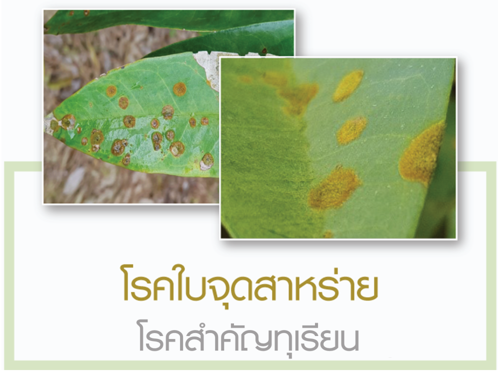 เตือนการเฝ้าระวังโรคใบจุดสนิม