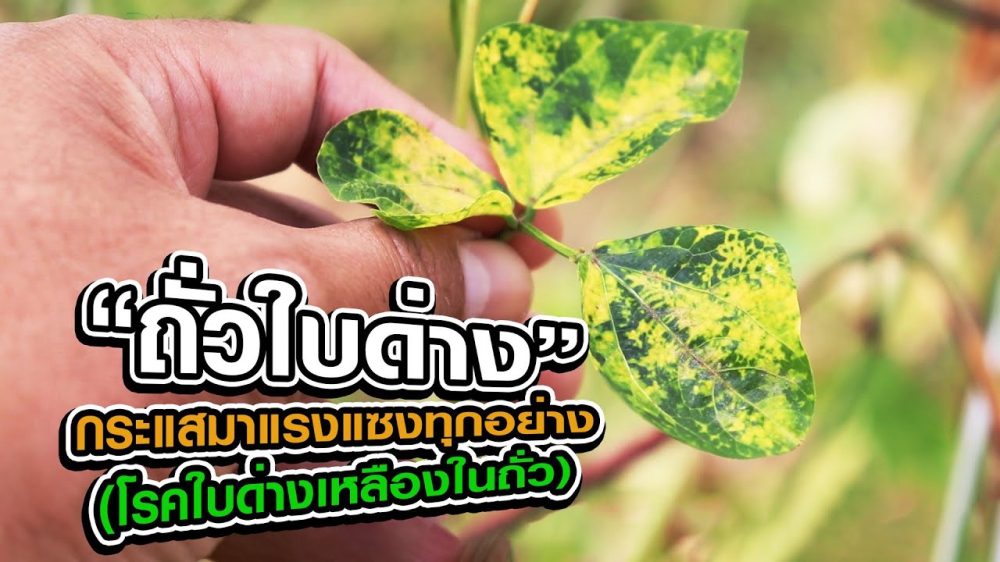 เตือนการเฝ้าระวัง