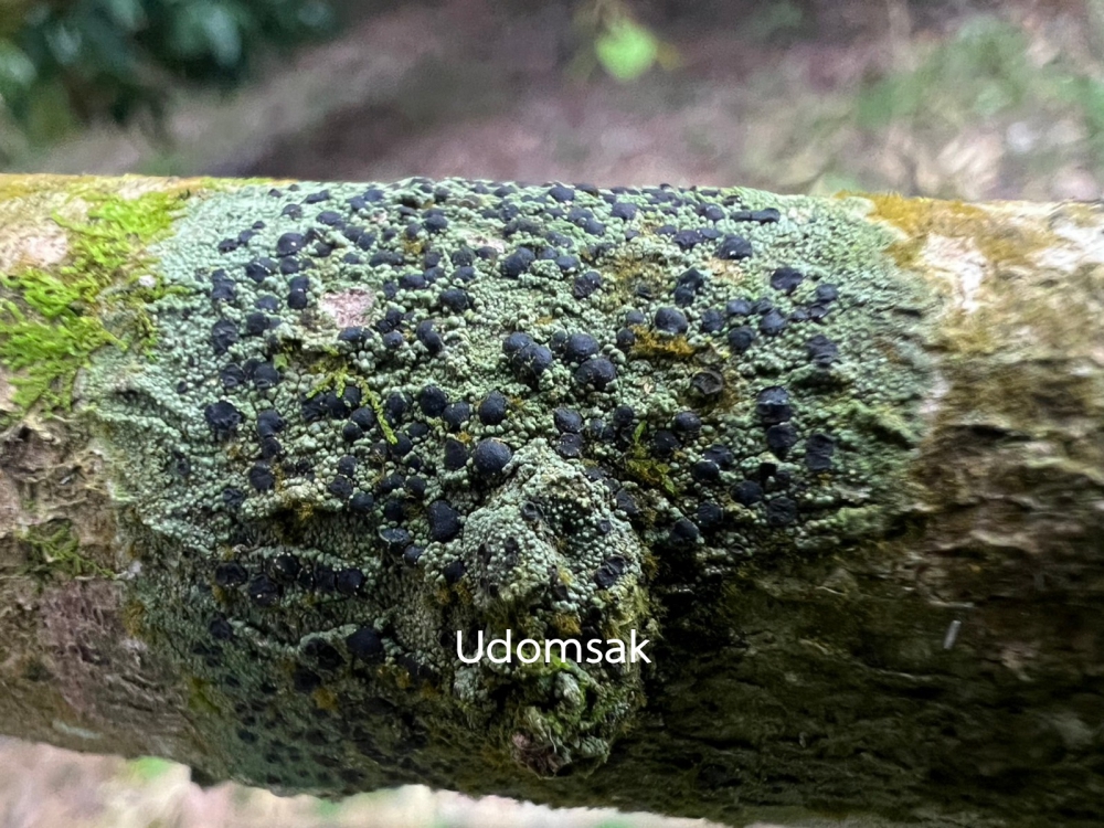 เตือนการเฝ้าระวัง