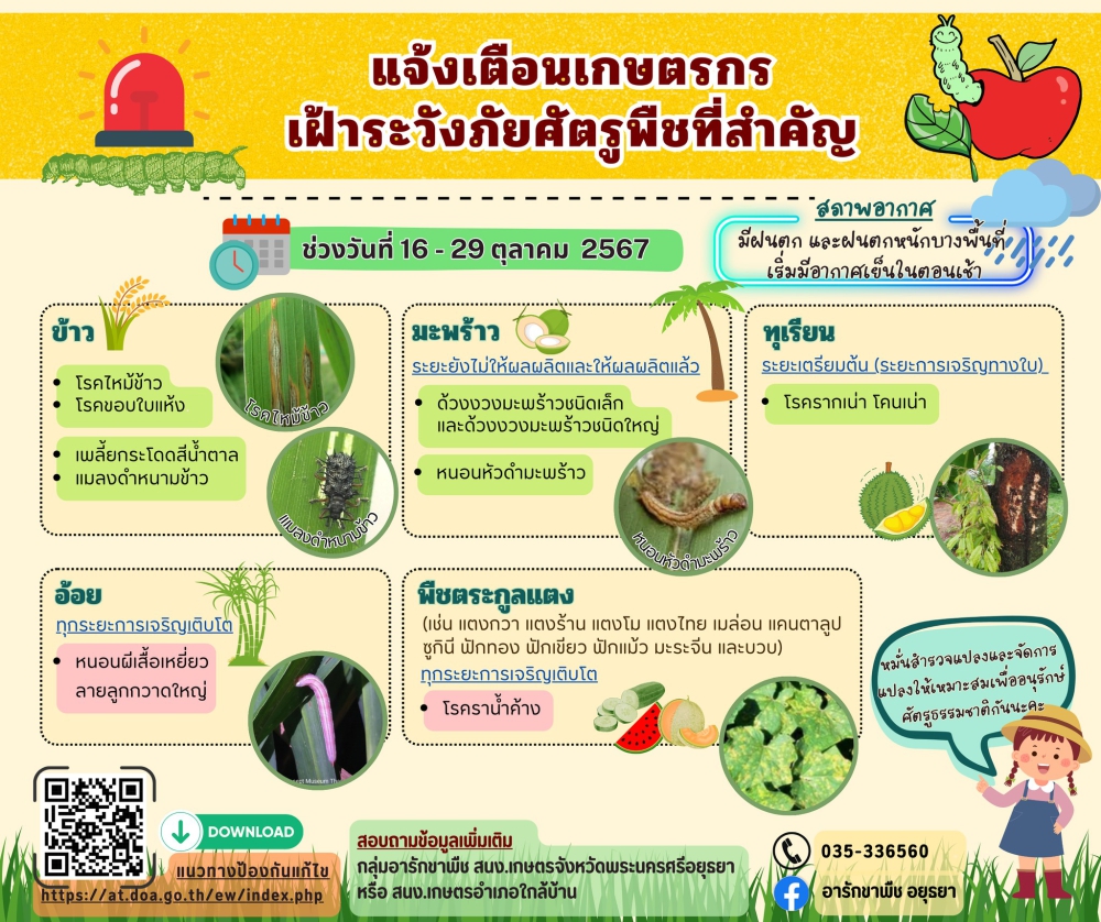 เฝ้าระวังภัยศัตรูพืชที่สำคัญ ช่วงวันที่ 16 - 29 ตุลาคม 2567