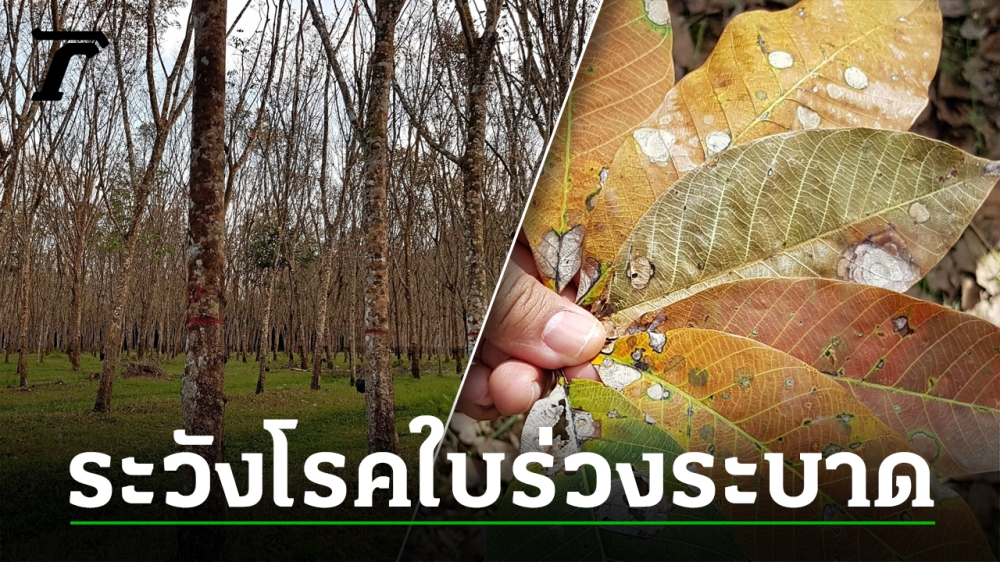 เตือนการเฝ้าระวัง