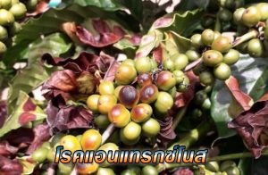 เตือนการเฝ้าระวัง