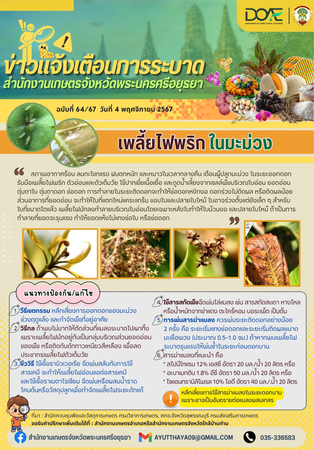 เพลี้ยไฟพริก ในมะม่วง