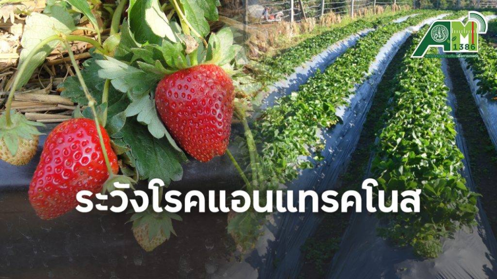 เตือนการเฝ้าระวัง