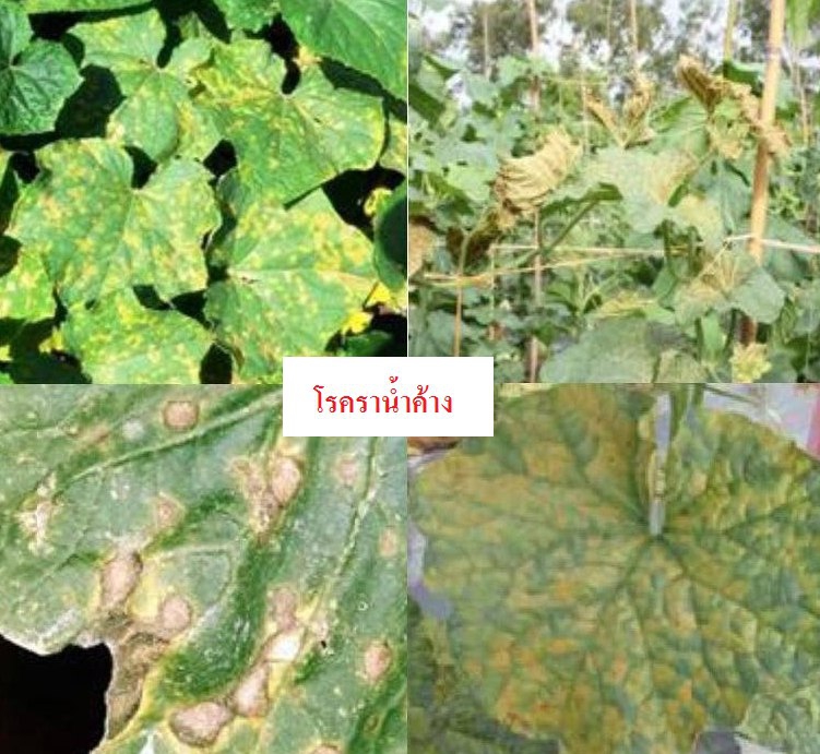 เตือนภัยโรคพืช ที่มาในช่วงหน้าหนาว