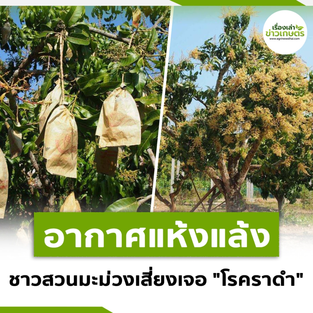 เตือนการเฝ้าระวัง