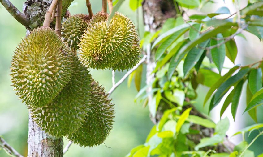 เตือนการเฝ้าระวัง การติดผลไม่ดี ในทุเรียน