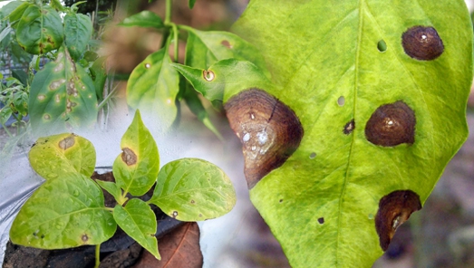 เตือนการเฝ้าระวัง โรคใบจุดตากบในพริกบางช้าง (Cercospora leaf spot)