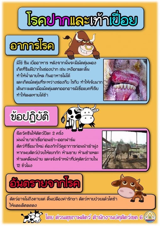 ระวังโรคปากและเท้าเปื่อยในโค กระบือ
