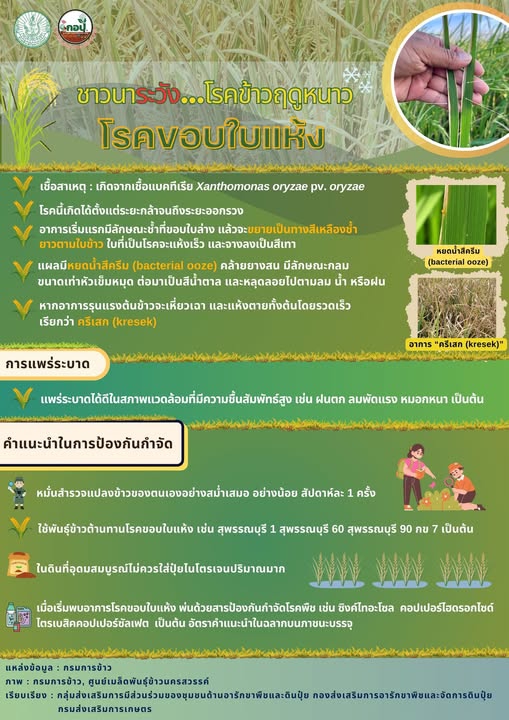 ชาวนา ระวังโรคข้าวฤดูหนาว โรคขอบใบแห้ง