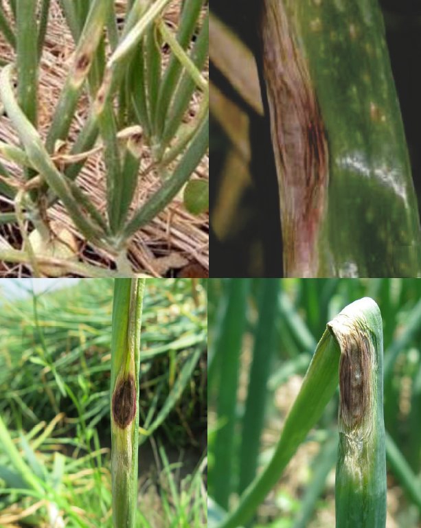 ระวัง!!โรคใบจุดสีม่วง