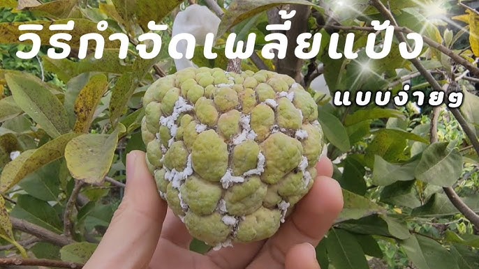 เตือนการเฝ้าระวัง